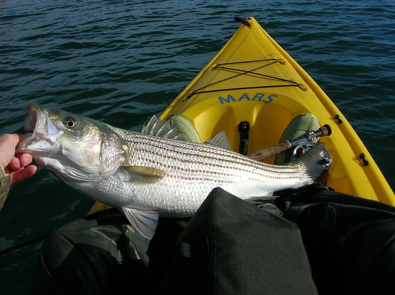 Fish in a Kayak